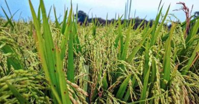 Andhra Pradesh Sets 5.1 Million Tonne Procurement Target as Kharif Paddy Purchase Begins on 3 November