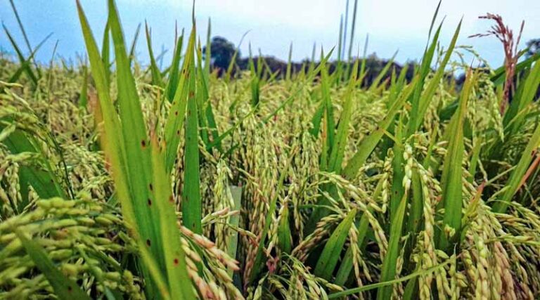 Andhra Pradesh Sets 5.1 Million Tonne Procurement Target as Kharif Paddy Purchase Begins on 3 November