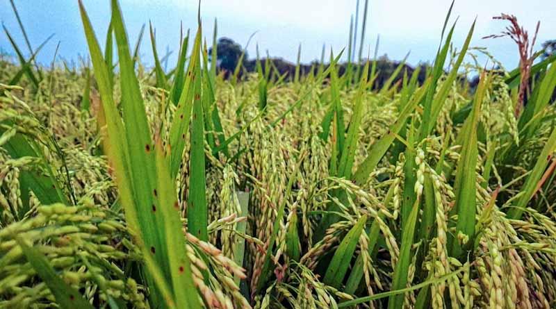 Andhra Pradesh Sets 5.1 Million Tonne Procurement Target as Kharif Paddy Purchase Begins on 3 November