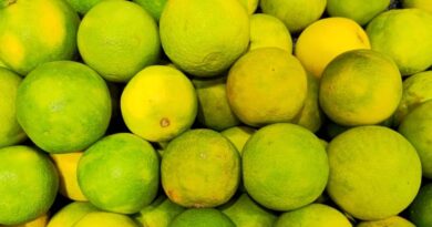 Maharashtra’s Sweet Lime Farmers Hit by 48°C Heat, Drought, and Unpaid Insurance Claims