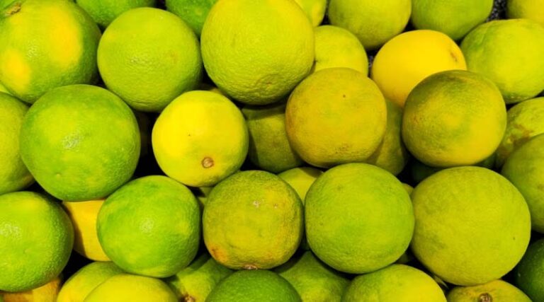 Maharashtra’s Sweet Lime Farmers Hit by 48°C Heat, Drought, and Unpaid Insurance Claims