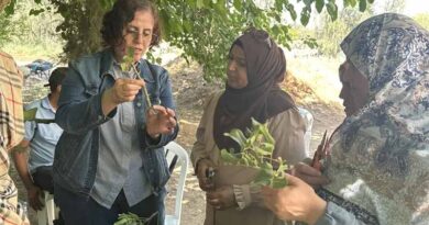 Unlocking the Potential of Carob in Tunisia through Vegetative Propagation