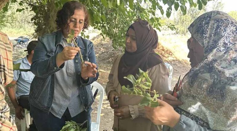 Unlocking the Potential of Carob in Tunisia through Vegetative Propagation