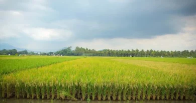 Join Global Industry Leaders At "Farming For The Future" Alongside COP30 In Belém