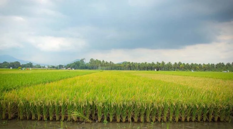 Join Global Industry Leaders At "Farming For The Future" Alongside COP30 In Belém