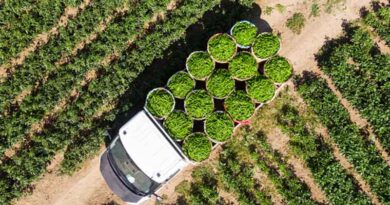 Syngenta Opens Cropwise Digital Platform to Developers To Co-Innovate and Tackle Agriculture’s Technology Divide