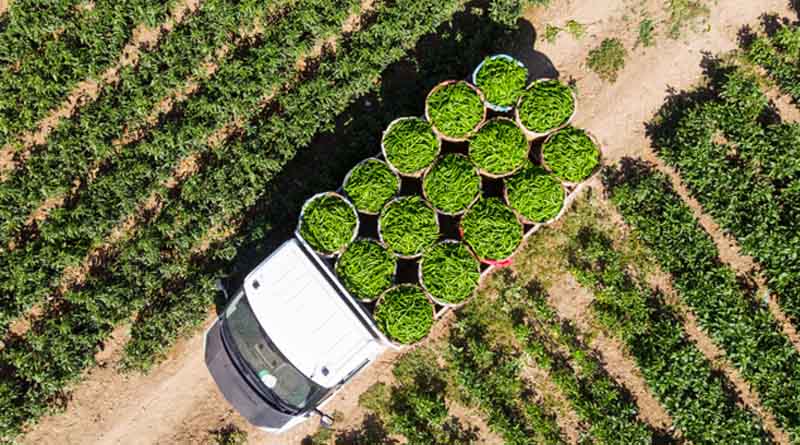 Syngenta Opens Cropwise Digital Platform to Developers To Co-Innovate and Tackle Agriculture’s Technology Divide