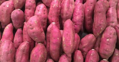 Trends in Sugar Beet Harvesting