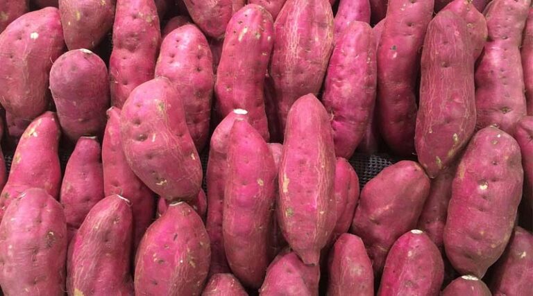 Trends in Sugar Beet Harvesting