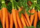 High-Yield Carrot Varieties Gain Ground Among Indian Farmers in Winter Season