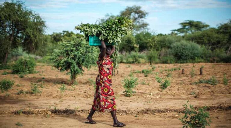 New FAO-WFP Report Warns Of Shrinking Window To Prevent Millions More People Facing Acute Food Insecurity In 16 Hotspots