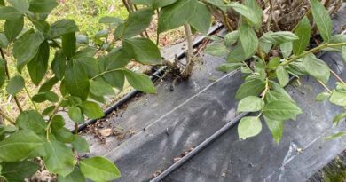 Rivulis: Precision Irrigation For Asparagus And Blueberry Crops