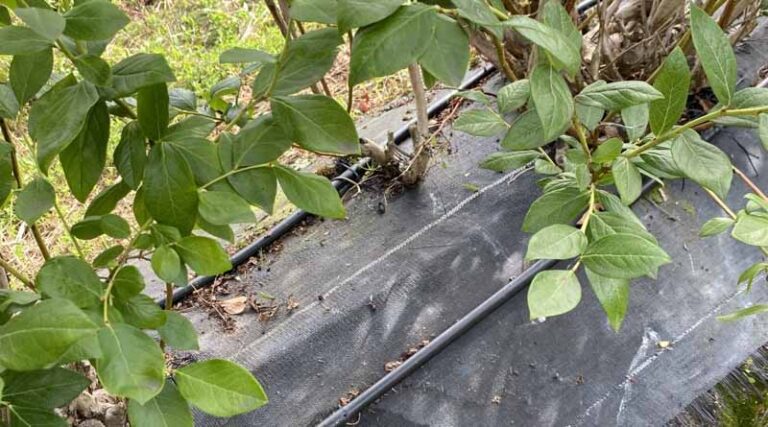 Rivulis: Precision Irrigation For Asparagus And Blueberry Crops