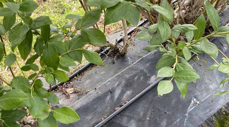 Rivulis: Precision Irrigation For Asparagus And Blueberry Crops