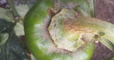 Syngenta Seeking Answer for Thrips Parvispinus in Pepper
