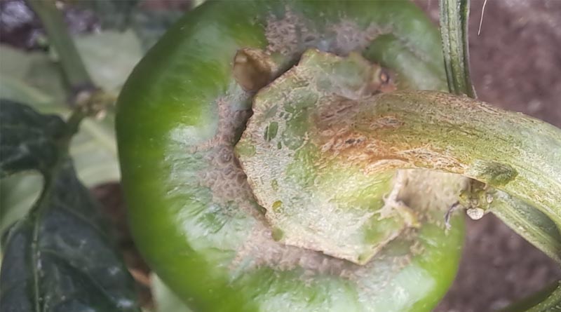 Syngenta Seeking Answer for Thrips Parvispinus in Pepper