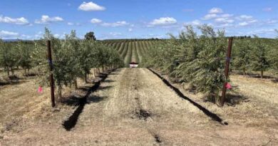 Study Shows Very Dense Olive Orchards Thrive on Less Fertilizer
