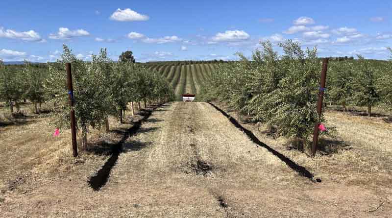 Study Shows Very Dense Olive Orchards Thrive on Less Fertilizer