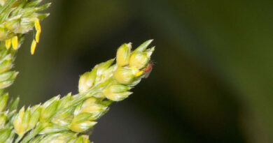 Sorghum Midge Testing Scheme Joins National Variety Trials