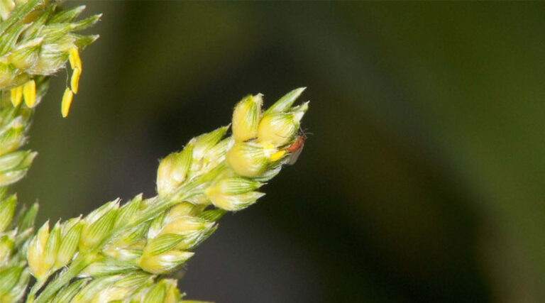 Sorghum Midge Testing Scheme Joins National Variety Trials