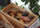 Scientists From James Hutton Institute To Attend This Years British Potato Event Scientists From James Hutton Institute To Attend This Years British Potato Event