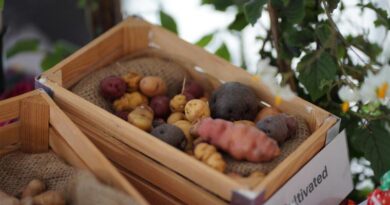 Scientists From James Hutton Institute To Attend This Years British Potato Event