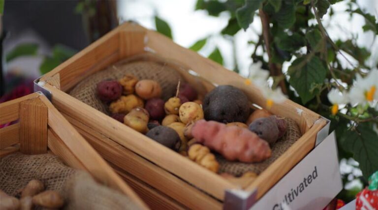 Scientists From James Hutton Institute To Attend This Years British Potato Event