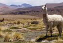 Two sites in Chile recognized as Globally Important Agricultural Heritage Systems Two sites in Chile recognized as Globally Important Agricultural Heritage Systems