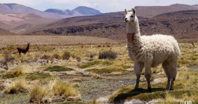 Two sites in Chile recognized as Globally Important Agricultural Heritage Systems Two sites in Chile recognized as Globally Important Agricultural Heritage Systems