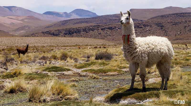 Two sites in Chile recognized as Globally Important Agricultural Heritage Systems