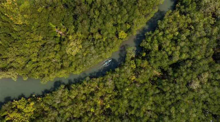 COP30: FAO’s AIM4Forests Secures Long-term Financial Support From the United Kingdom