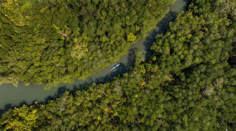 COP30: FAO’s AIM4Forests Secures Long-term Financial Support From the United Kingdom