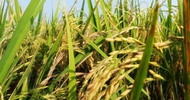 Madhya Pradesh Extends Paddy Procurement Registration Deadline to November 6