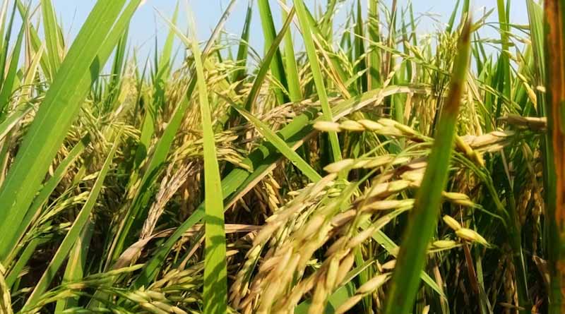 Madhya Pradesh Extends Paddy Procurement Registration Deadline to November 6