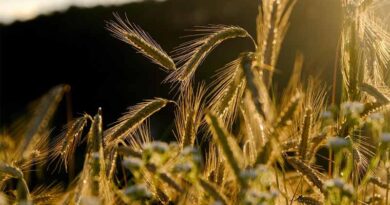 Rabi Crop Sowing Exceeds 208 Lakh Hectares