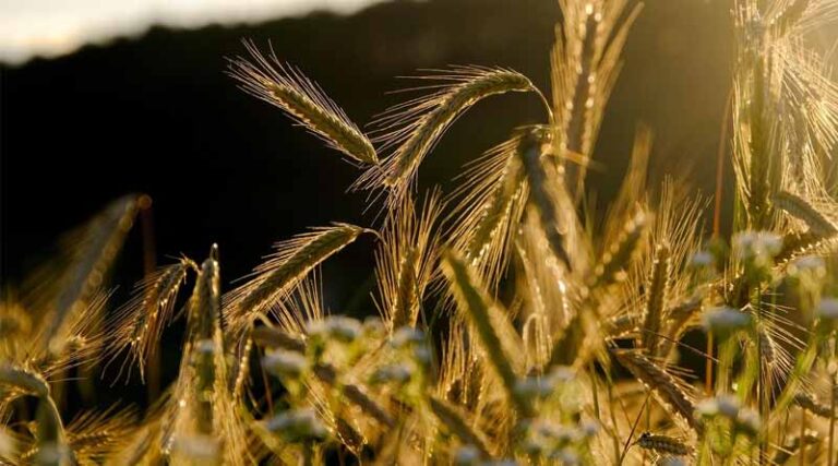 Rabi Crop Sowing Exceeds 208 Lakh Hectares