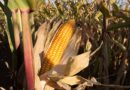 Understanding the Difference Between Sweet Corn and Field Corn