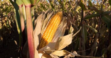 Understanding the Difference Between Sweet Corn and Field Corn