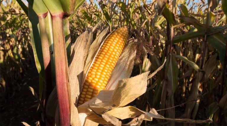 Understanding the Difference Between Sweet Corn and Field Corn