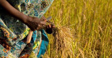 PMFBY Update: Crop Insurance to Cover Wild Animal Damage and Paddy Flooding from Kharif 2026