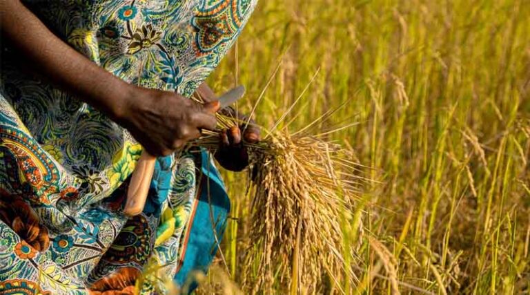 PMFBY Update: Crop Insurance to Cover Wild Animal Damage and Paddy Flooding from Kharif 2026