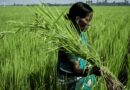 CRRI-CABI Collaboration Seeks Inclusive Solutions For Crop Loss Assessment In Rice Farming Systems
