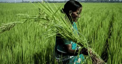 CRRI-CABI Collaboration Seeks Inclusive Solutions For Crop Loss Assessment In Rice Farming Systems