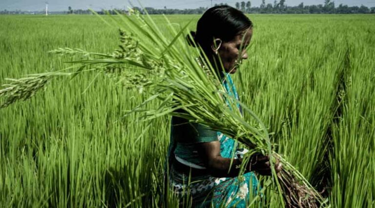 CRRI-CABI Collaboration Seeks Inclusive Solutions For Crop Loss Assessment In Rice Farming Systems