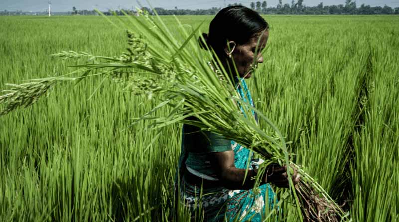 CRRI-CABI Collaboration Seeks Inclusive Solutions For Crop Loss Assessment In Rice Farming Systems
