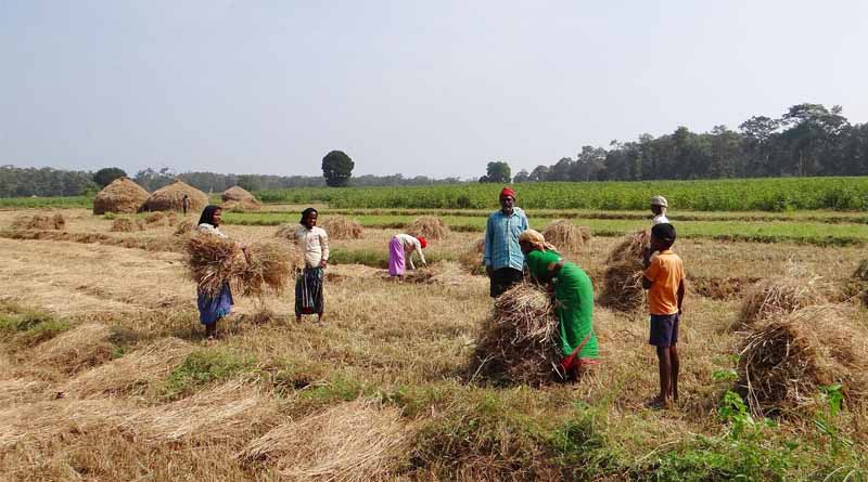 PMFBY to Include Wild Animal Crop Damage as Add-on Cover; Farmers Must Report Loss Within 72 Hours