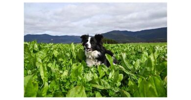 Perennial Chicory, For Healthier, Faster-Growing Stock