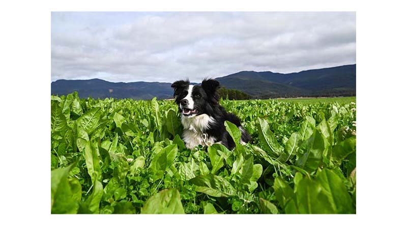 Perennial Chicory, For Healthier, Faster-Growing Stock