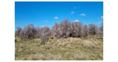 How Regain 400 Transformed A Beef Cattle Operation In Queensland