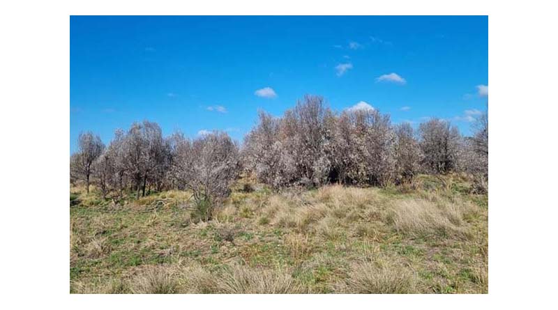 How Regain 400 Transformed A Beef Cattle Operation In Queensland